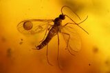 Two Fossil Flies, a Spider and a Mite in Baltic Amber #159763-1